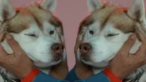 ModularEdits_CANIN_2_BOWWOWWOW