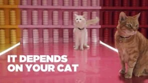 wet-cat-longform-1115-Final