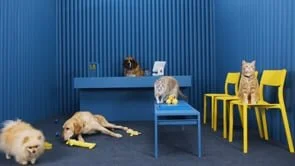 Royal_Canin_Longform_008