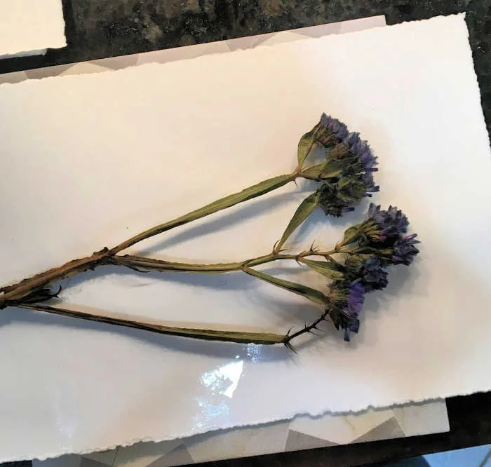 Freesia on paper (1).jpg