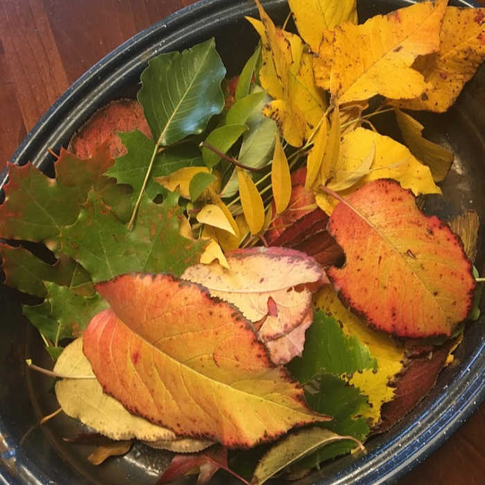 fall leaves for prints.jpg