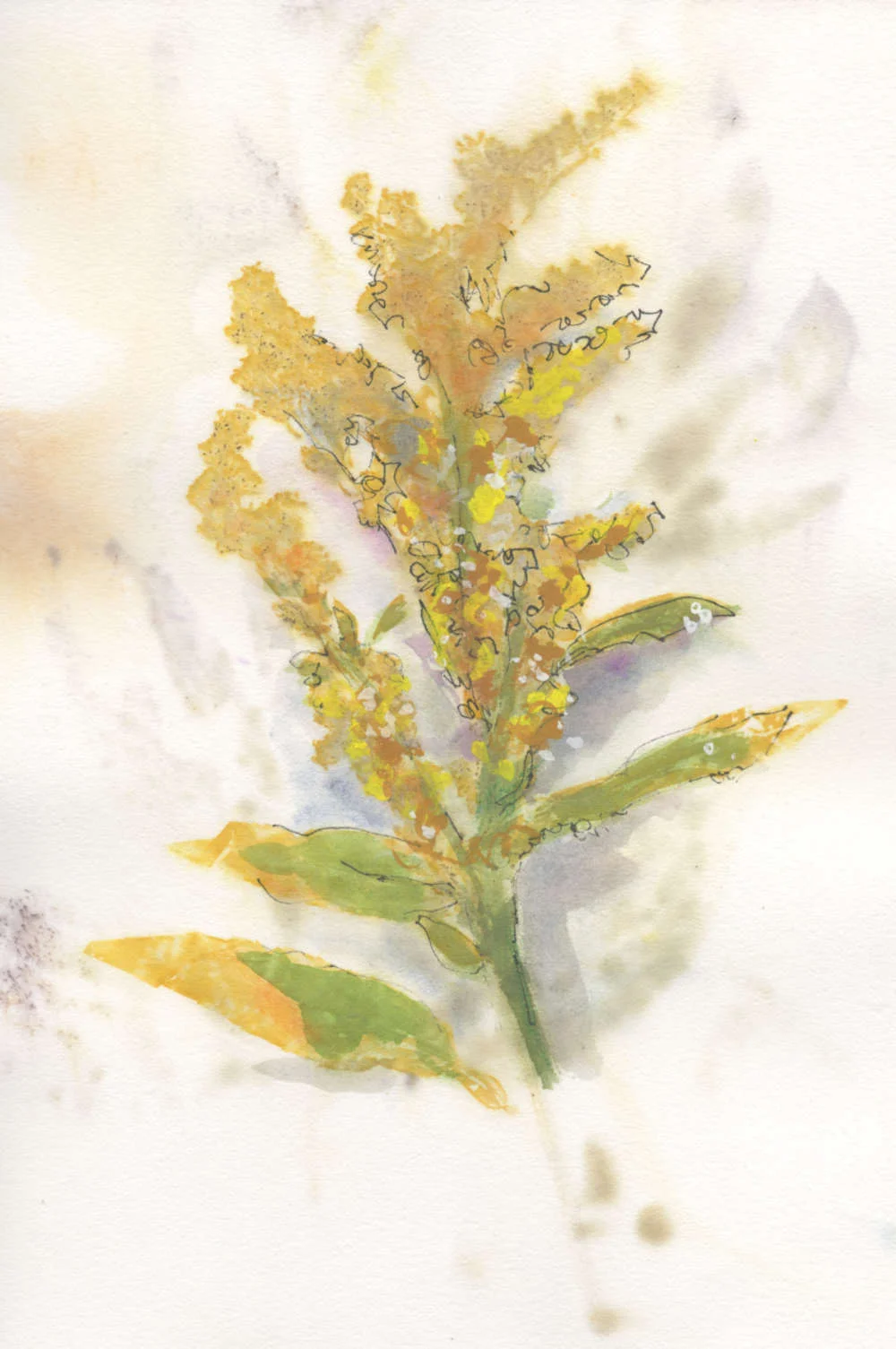 Eco-printed paper using broom flower enhanced with watercolor and ink.