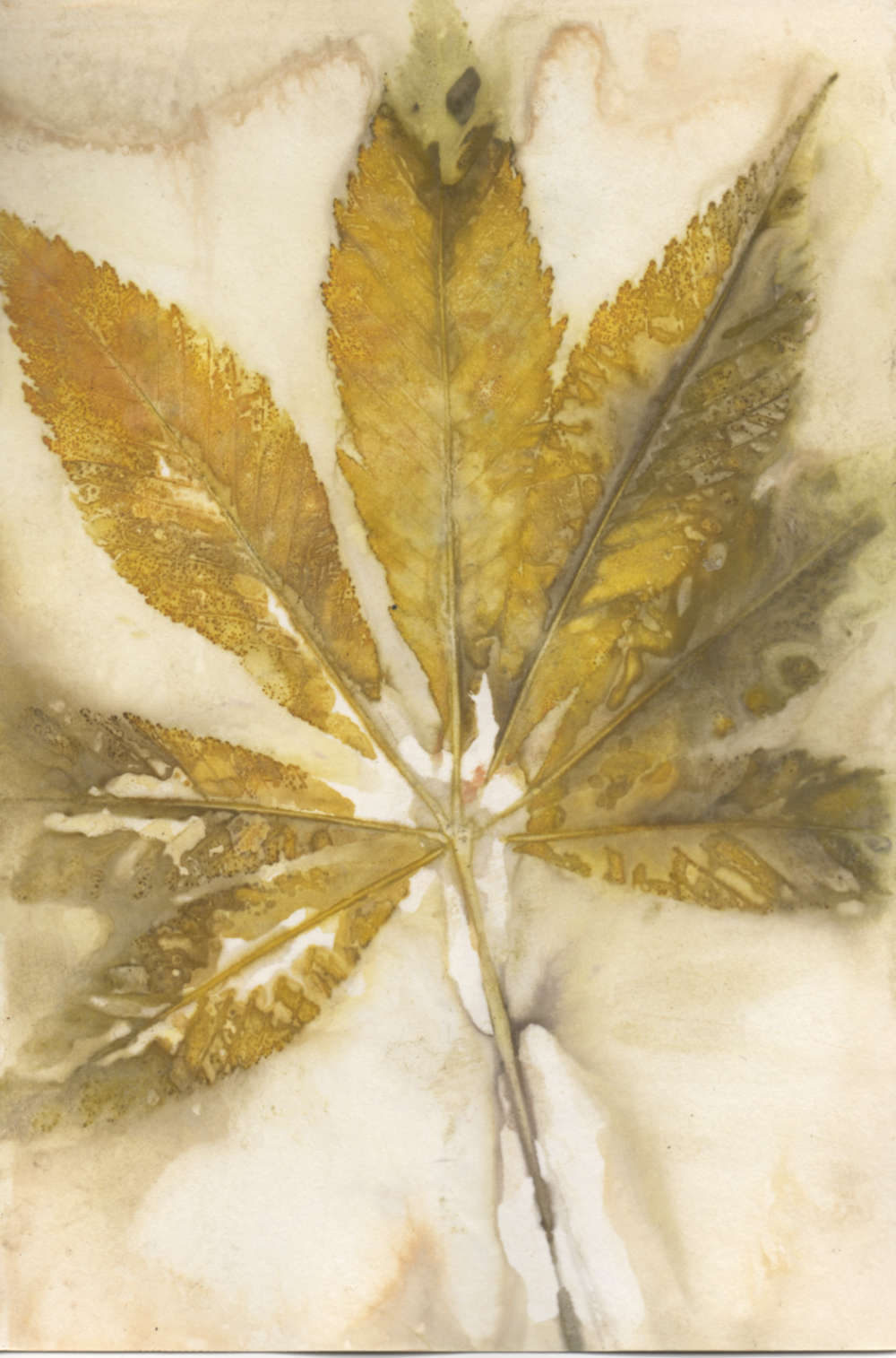 Eco-printed paper using buckeye leaf. No enhancements.