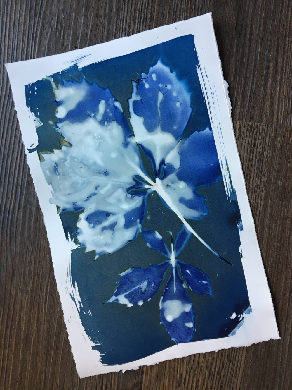 Cyanotype using Virginia Creeper.