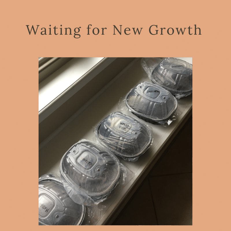 Waiting for New Growth