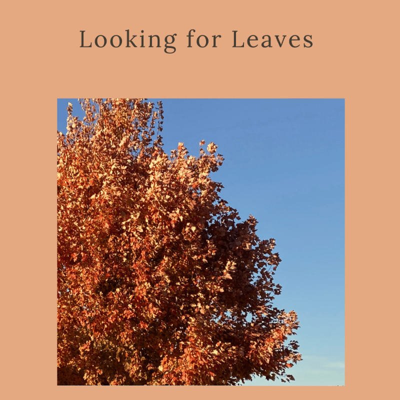 Looking for Leaves 