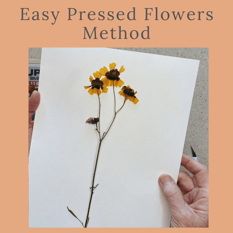 How to Press Flowers (Easiest way for beginners) - Chalking Up Success!