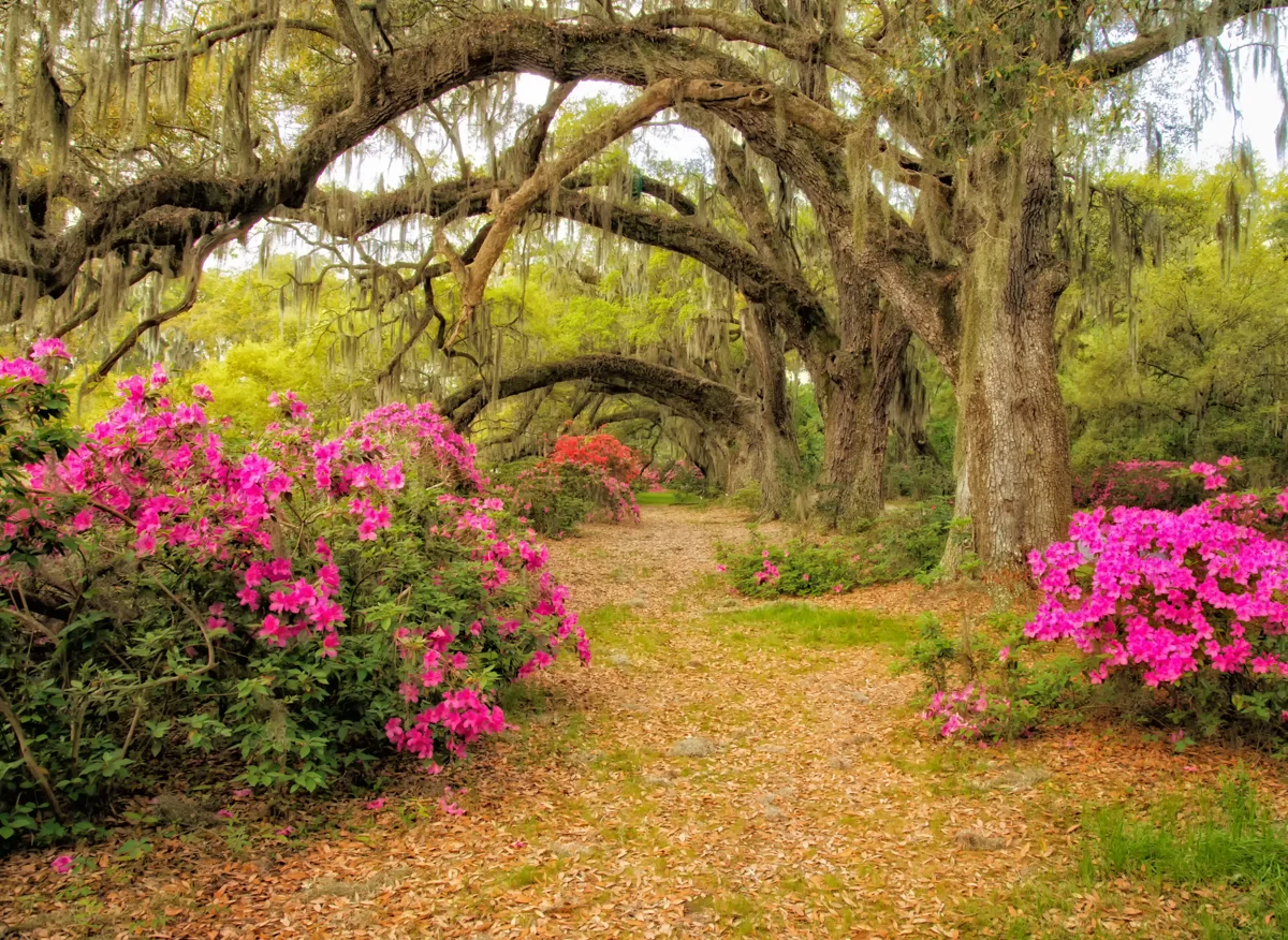 Follow The Trail