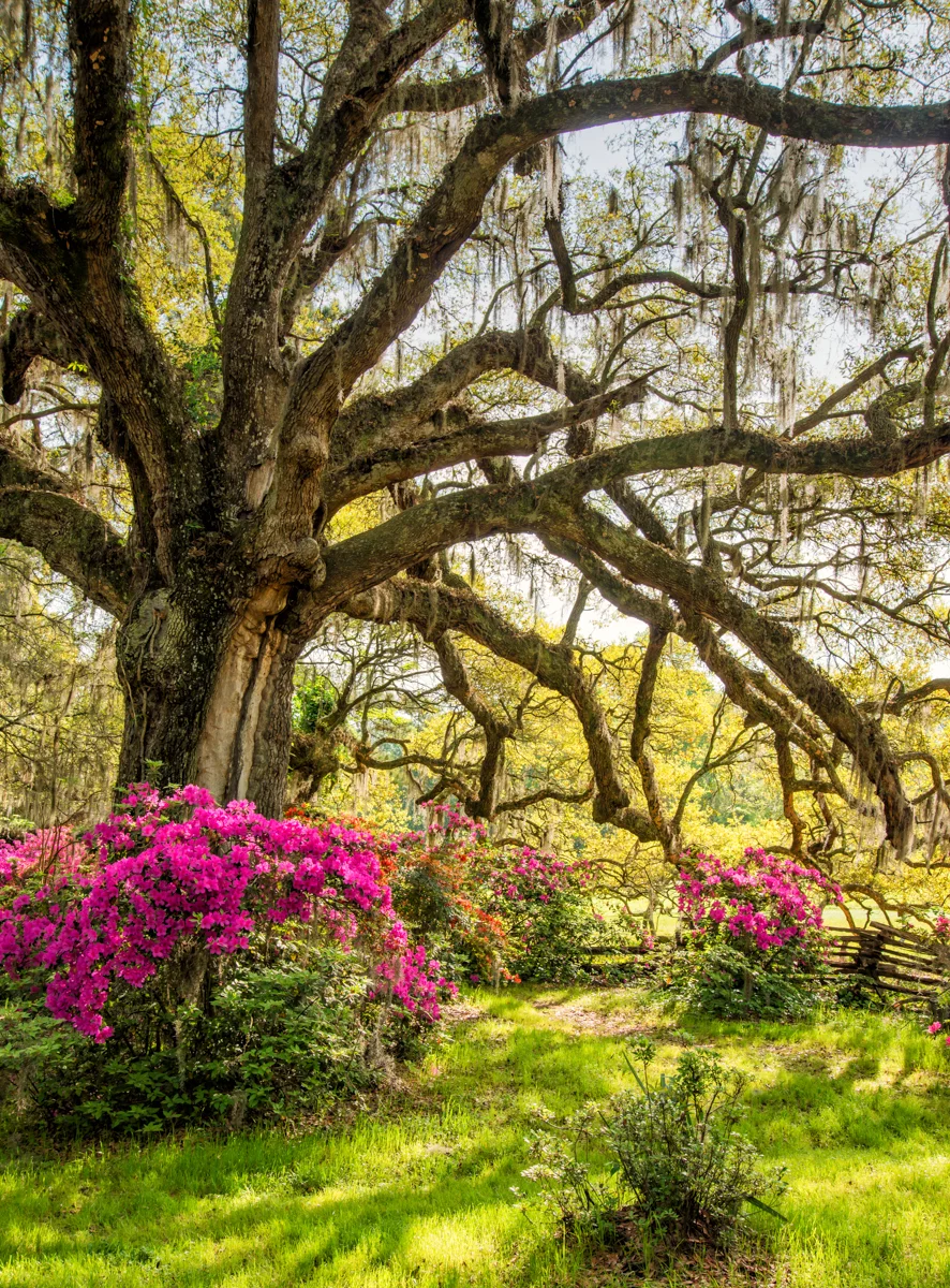 Lowcountry Live Oak