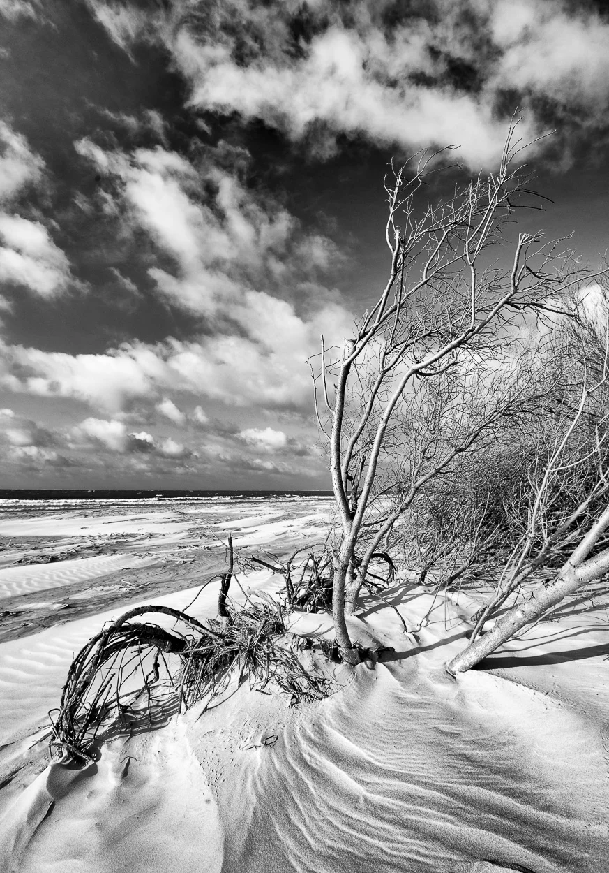 Windswept