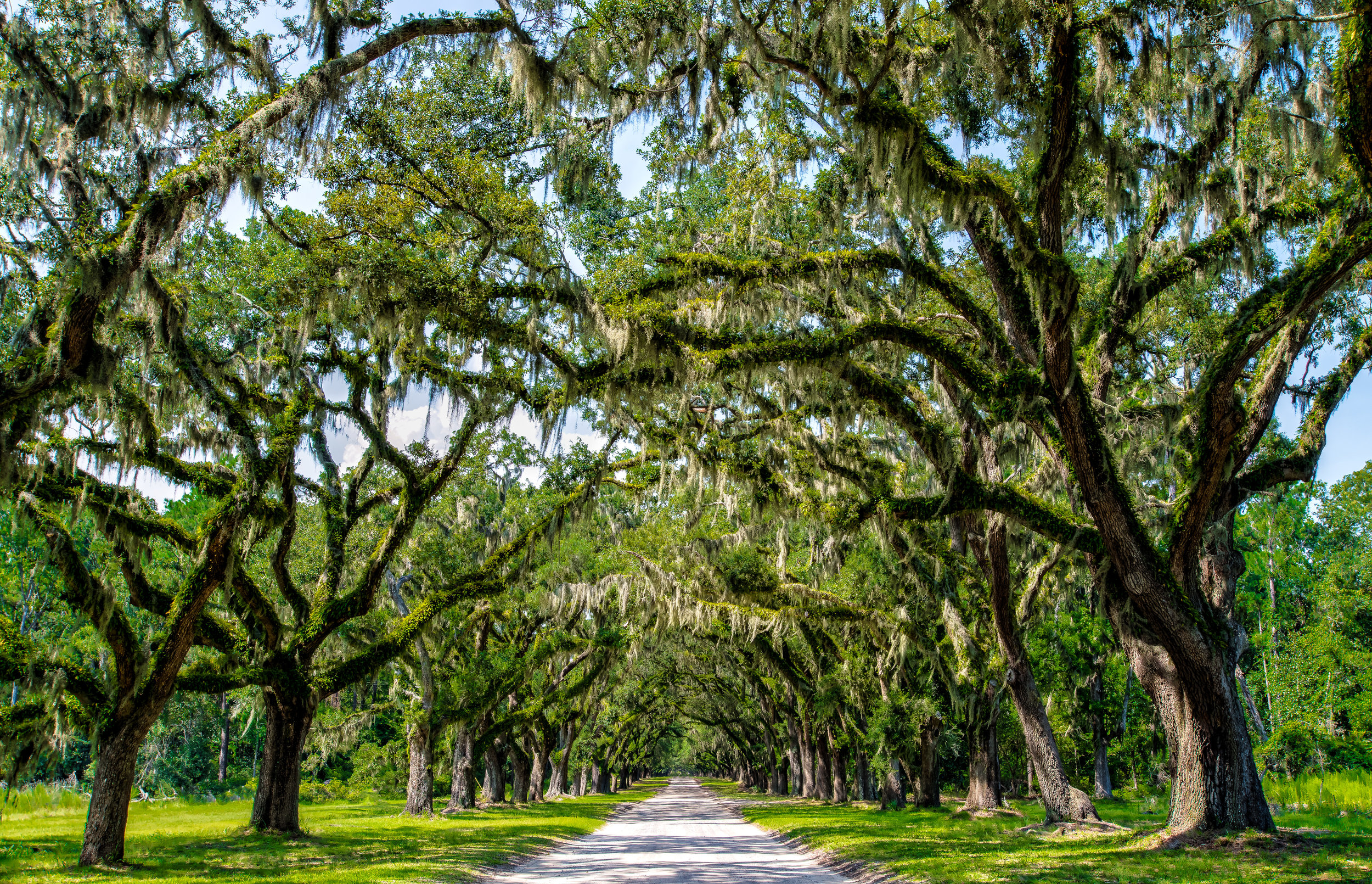 Southern Oaks