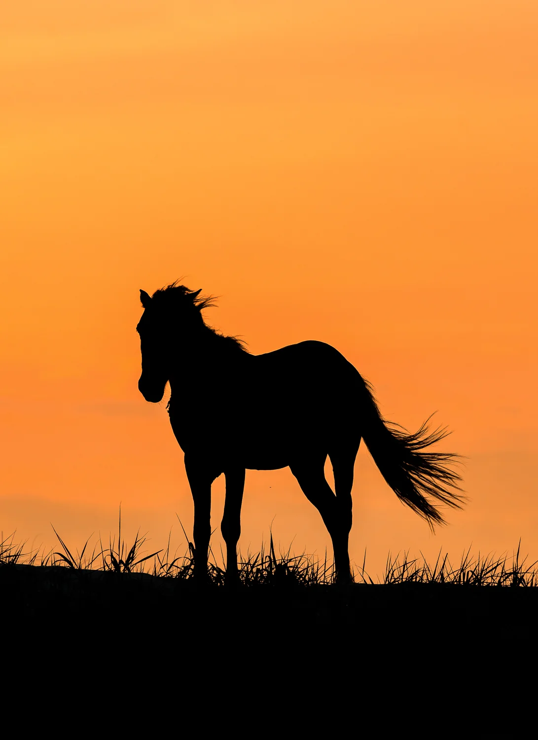 Sunset Silouette