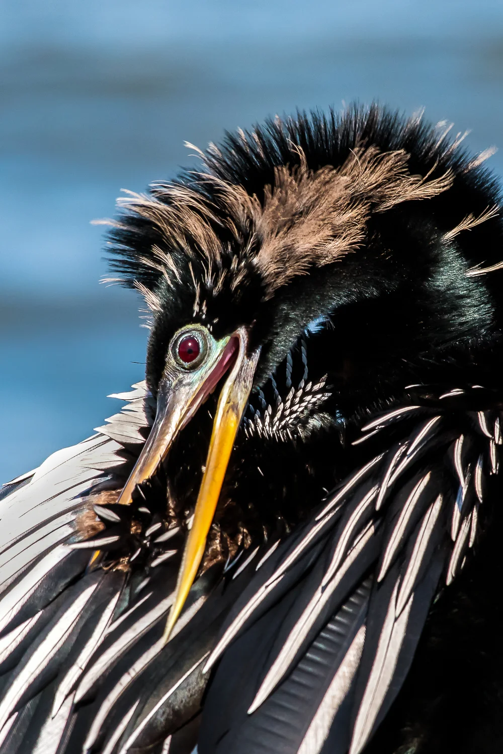 Preening Anhinga