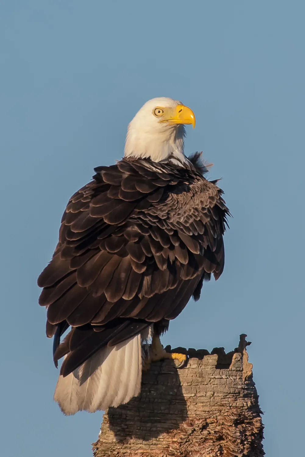 Regal Bald Eagle