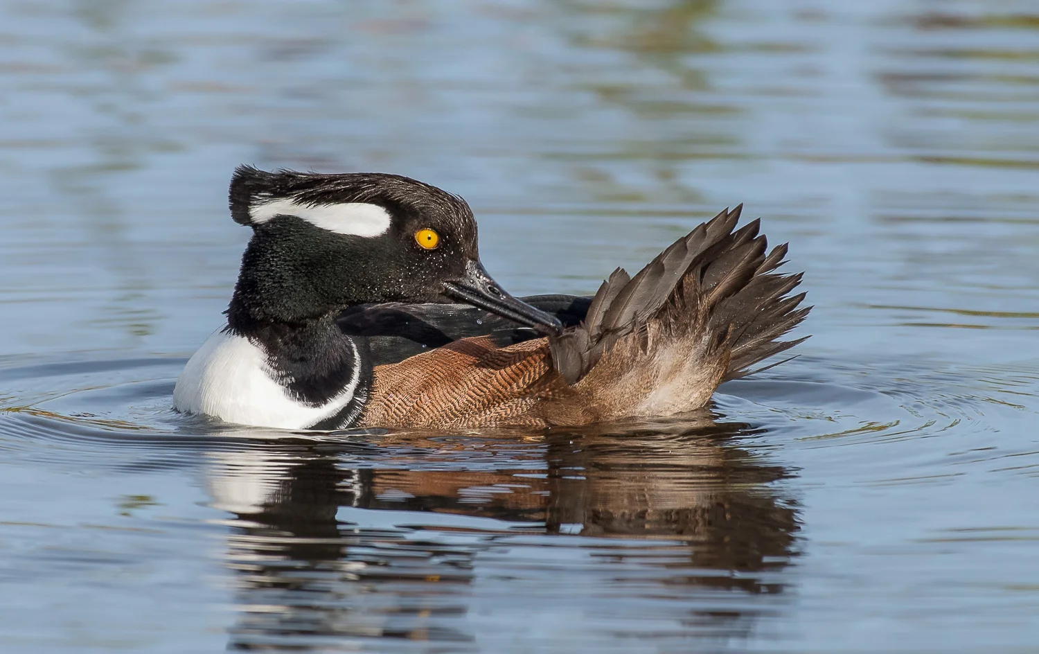 Male Hooded Merganser