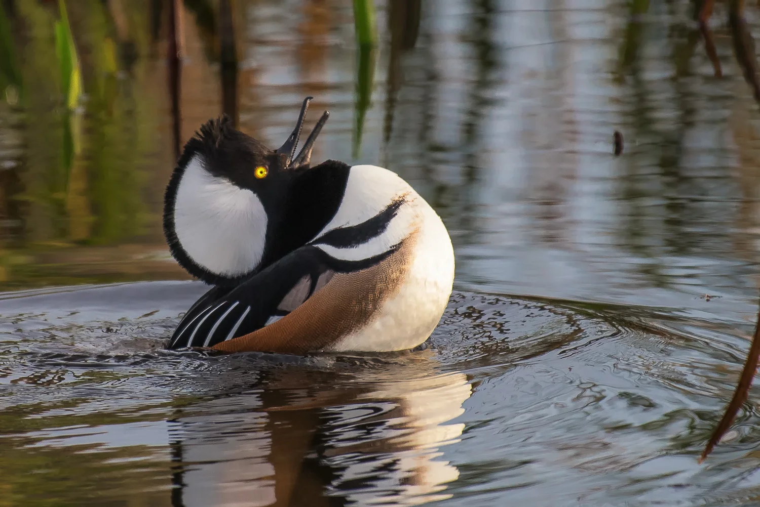 I Feel Pretty - Hooded Merganser