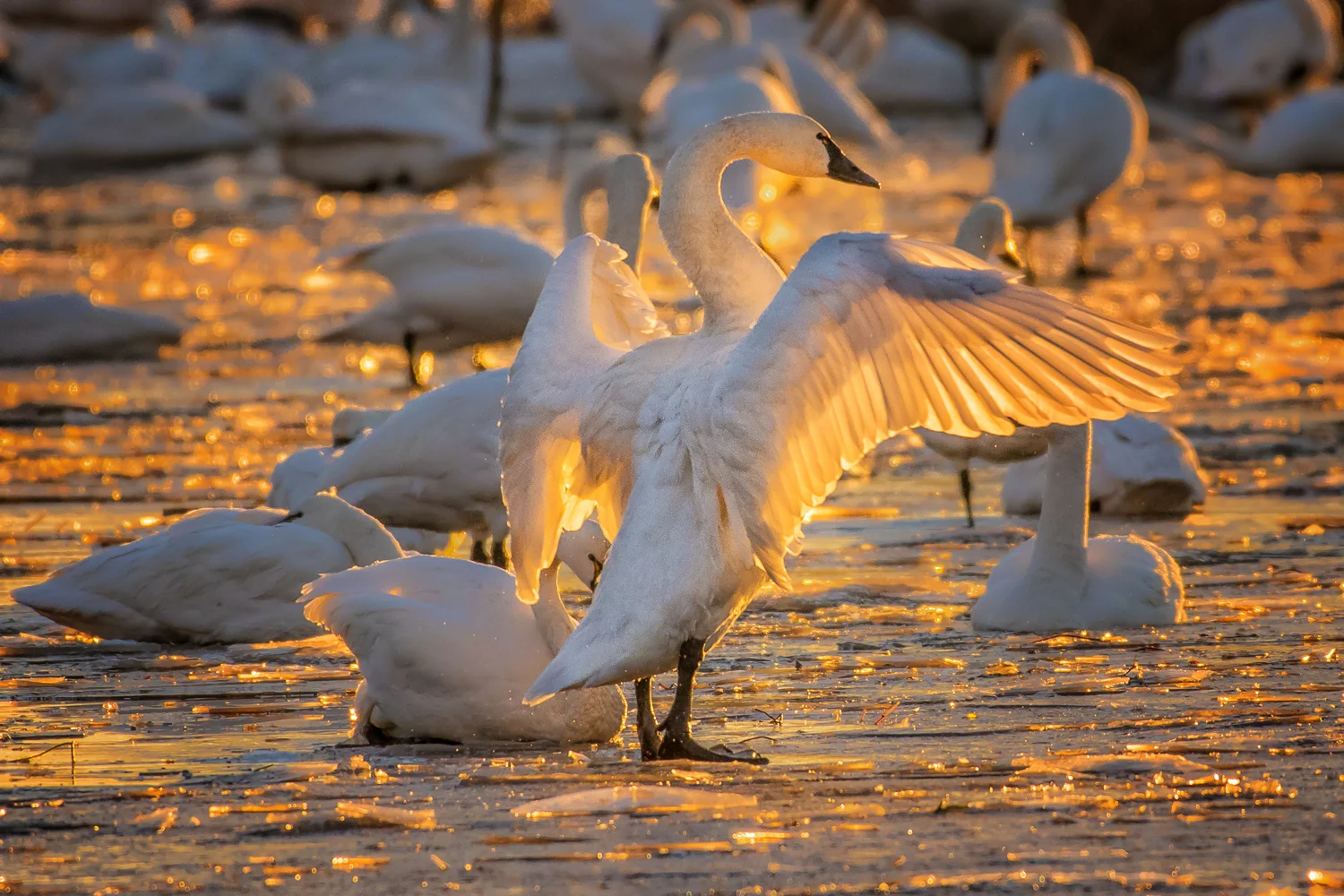 Let There Be Light - Tundra Swans