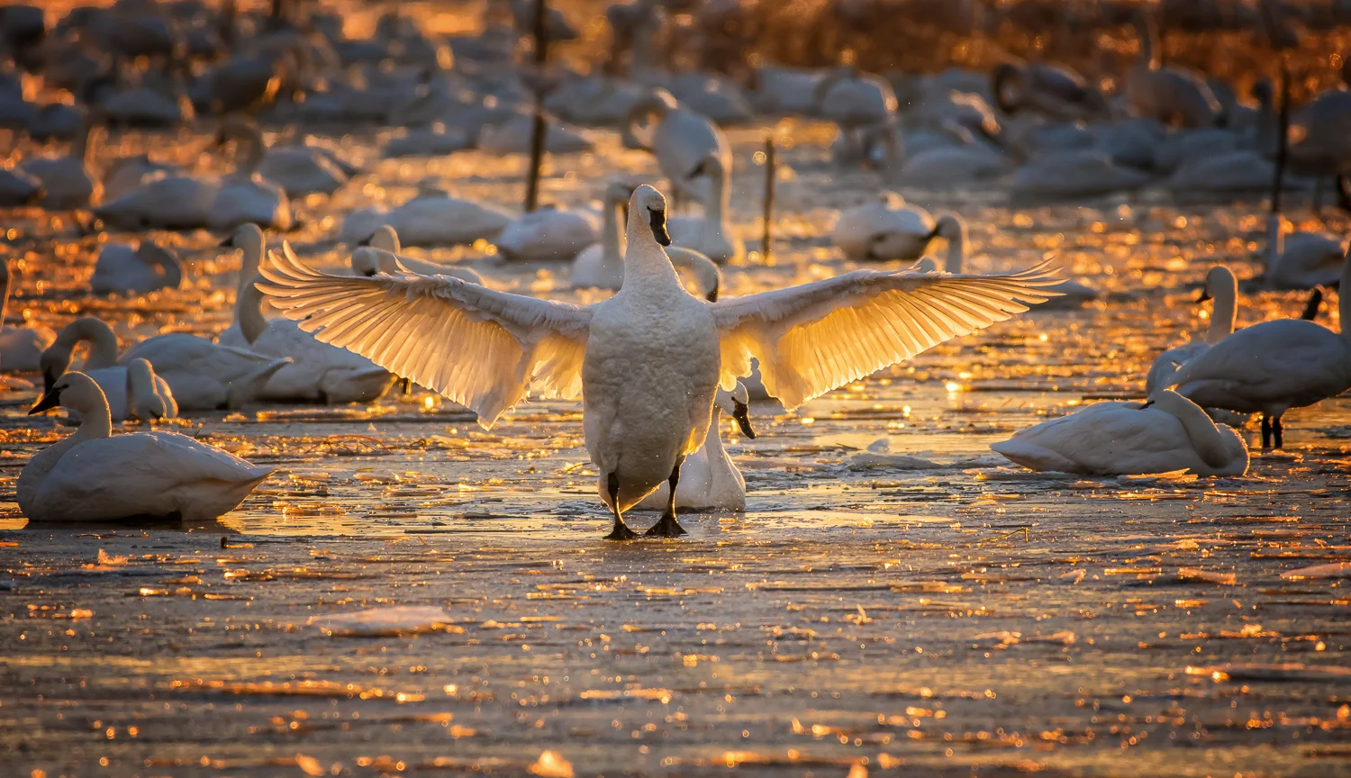 On Golden Pond - Tundra Swans