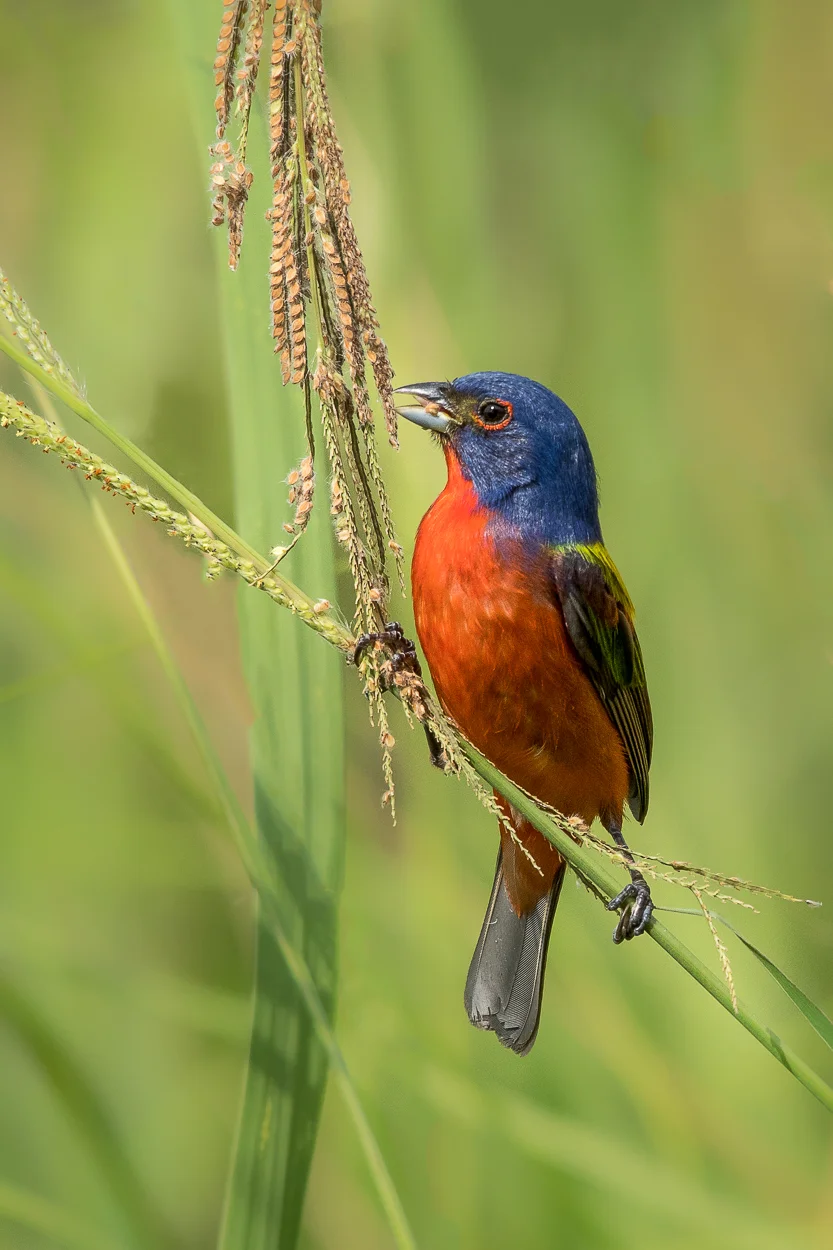 Painted Bunting Feeding On Grass Seed