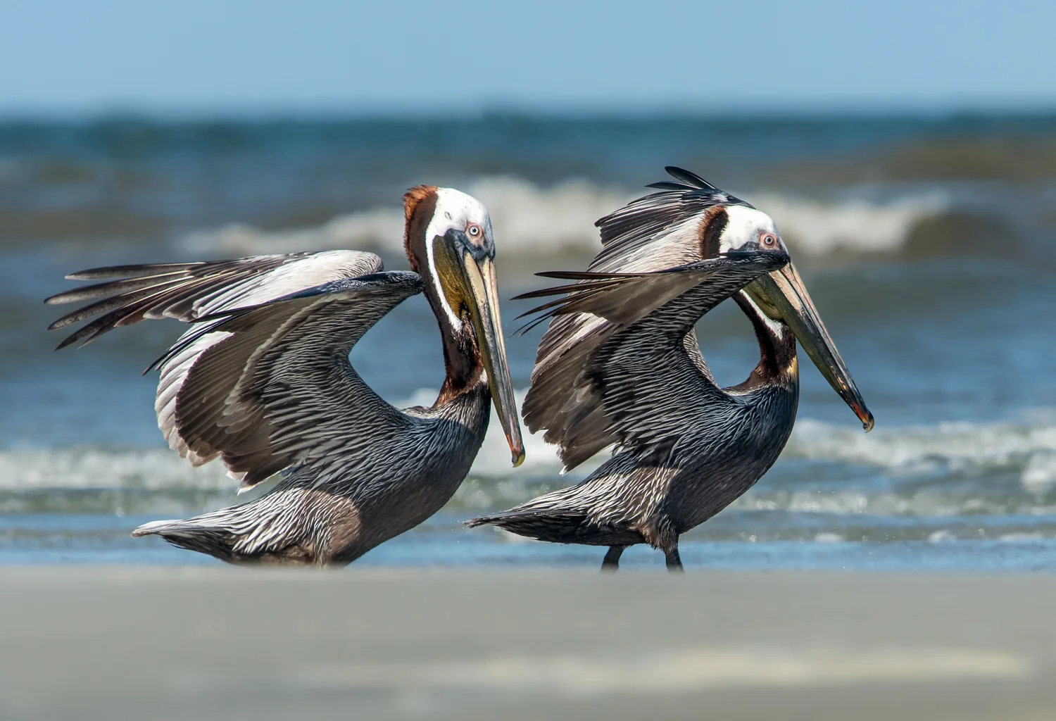 Pelican Pals