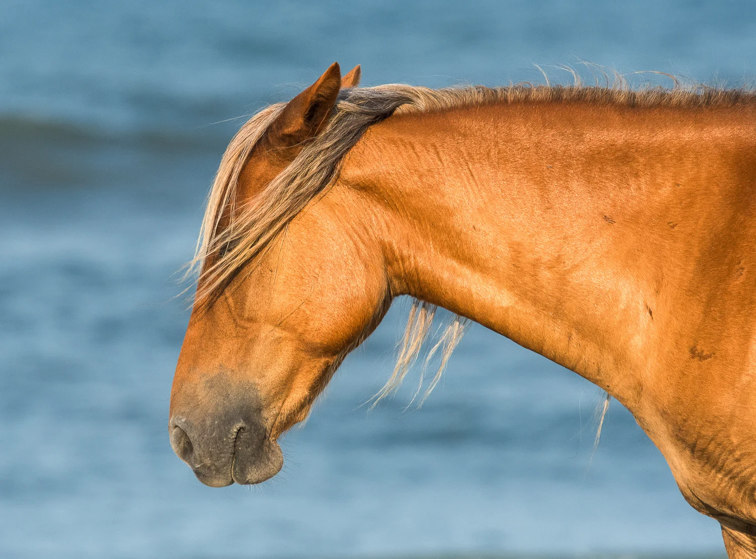 Incognito - Wild Horse
