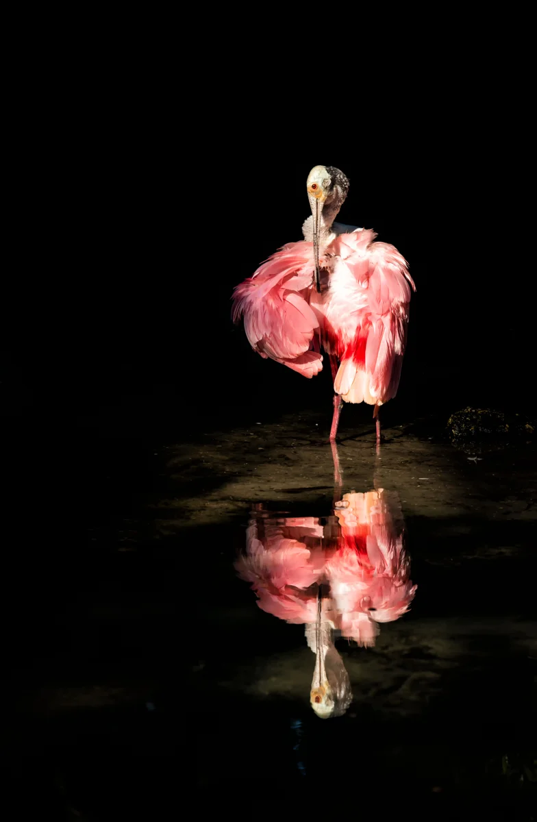 Reflection In Pink - Roseate Spoonbill