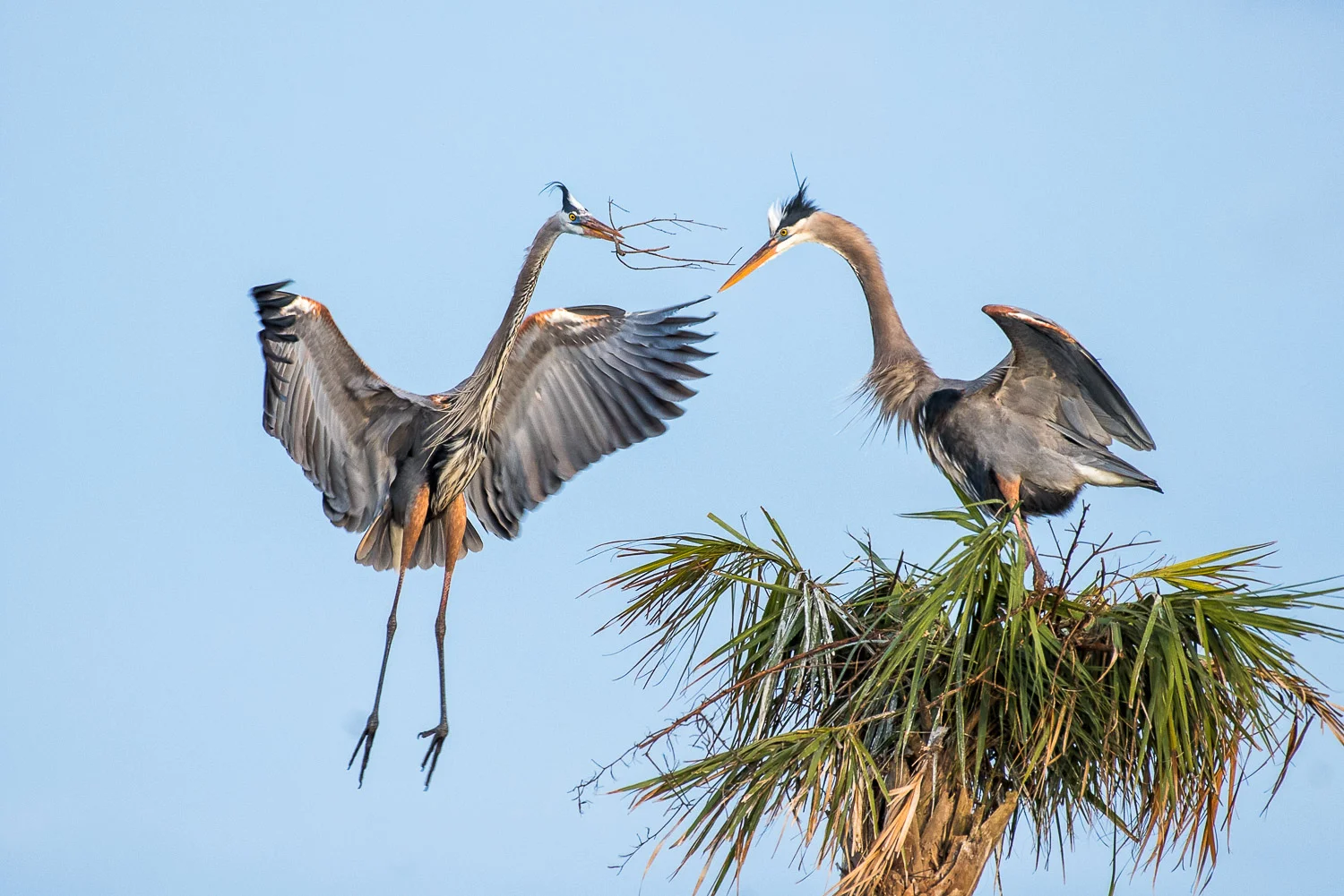The Happy Couple - Great Blue Herons