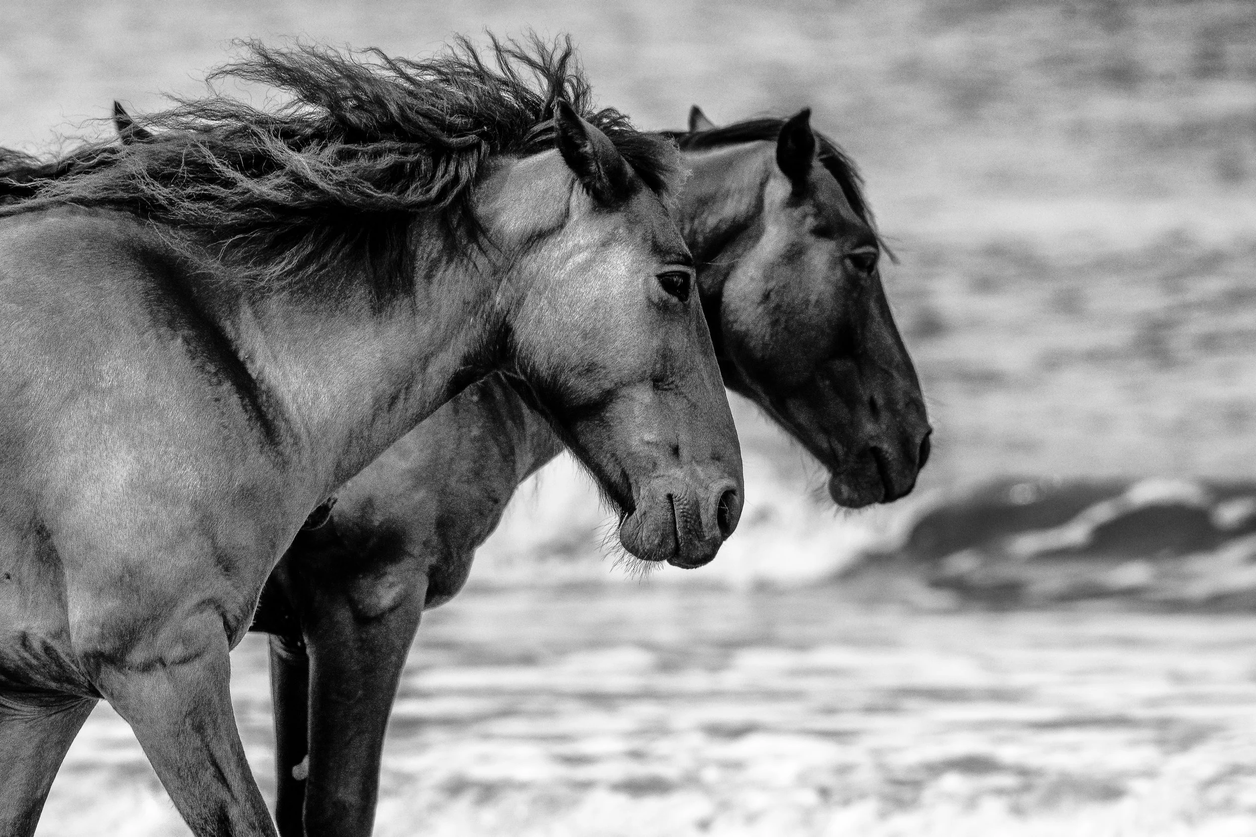 The Struggle - Wild Horses