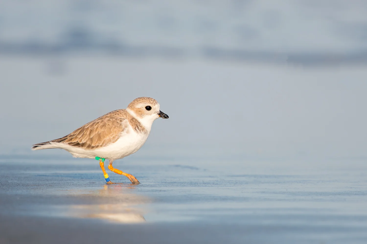Piping Plover