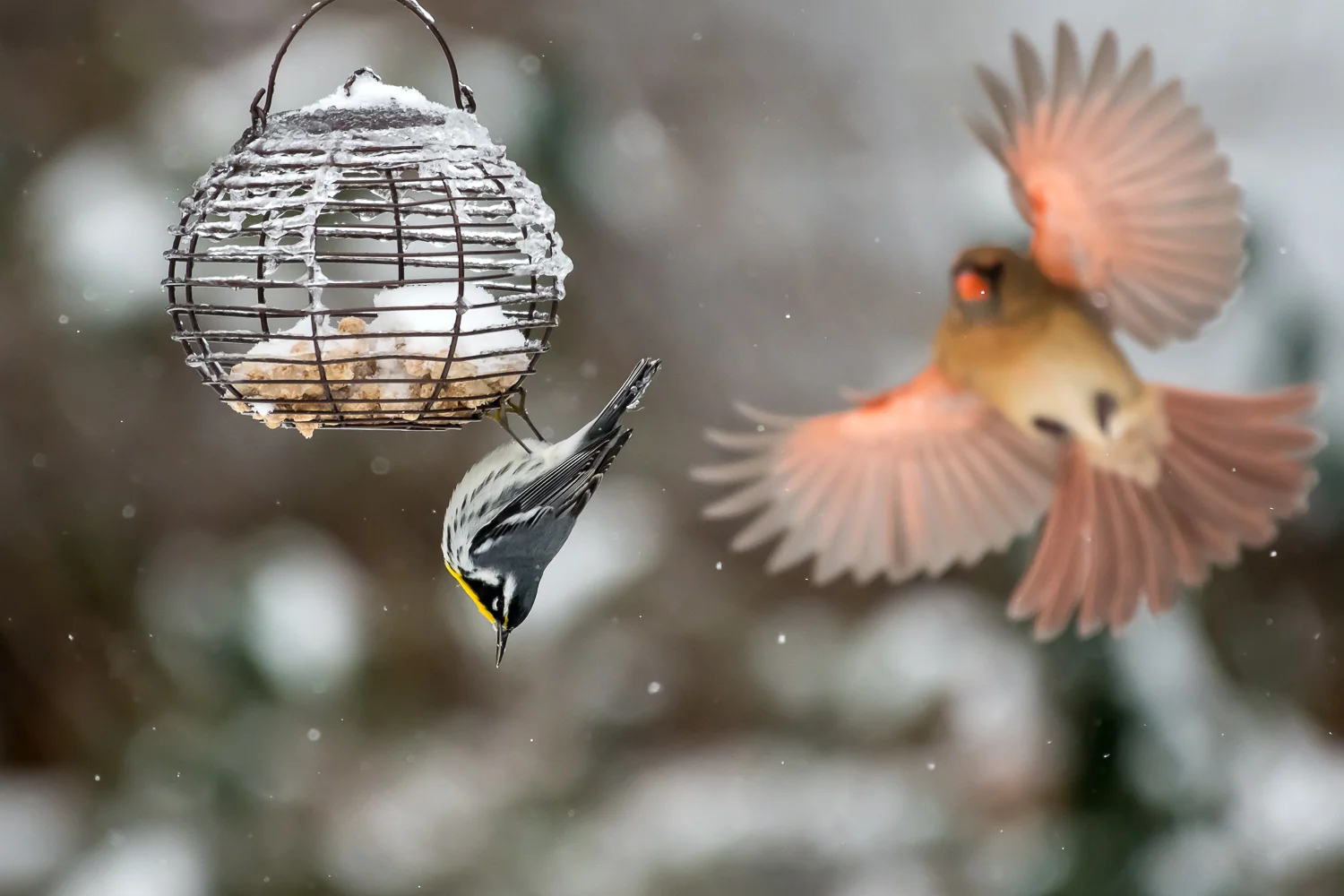 Auto ISO(3200) f5.6 1-4000 500mm (1 of 1).jpg