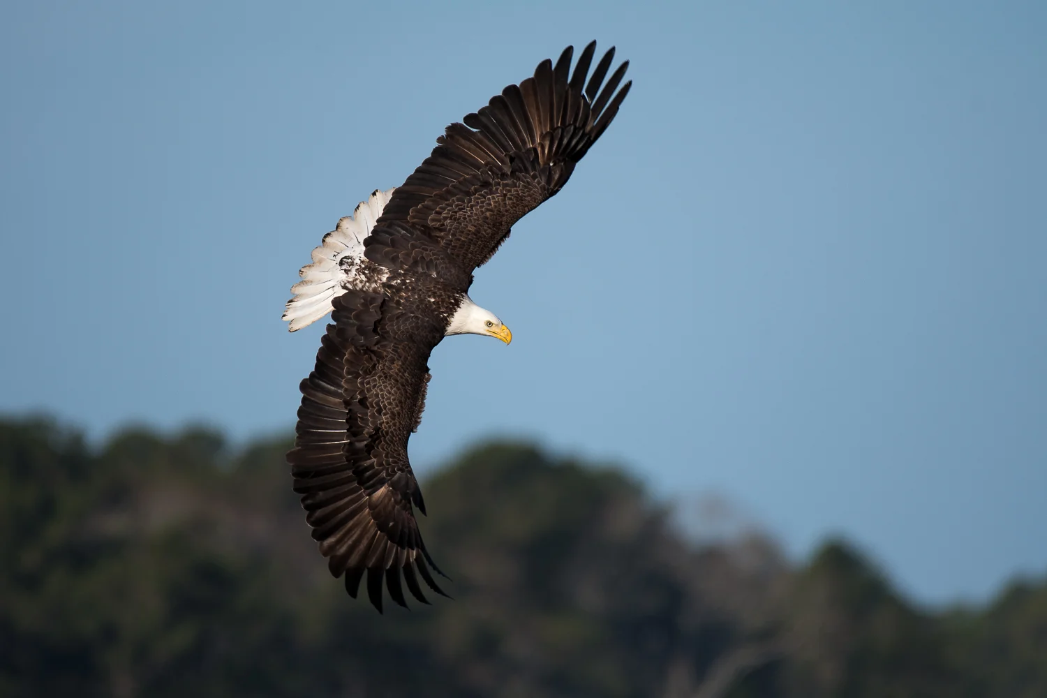 Bald Eagle Descending