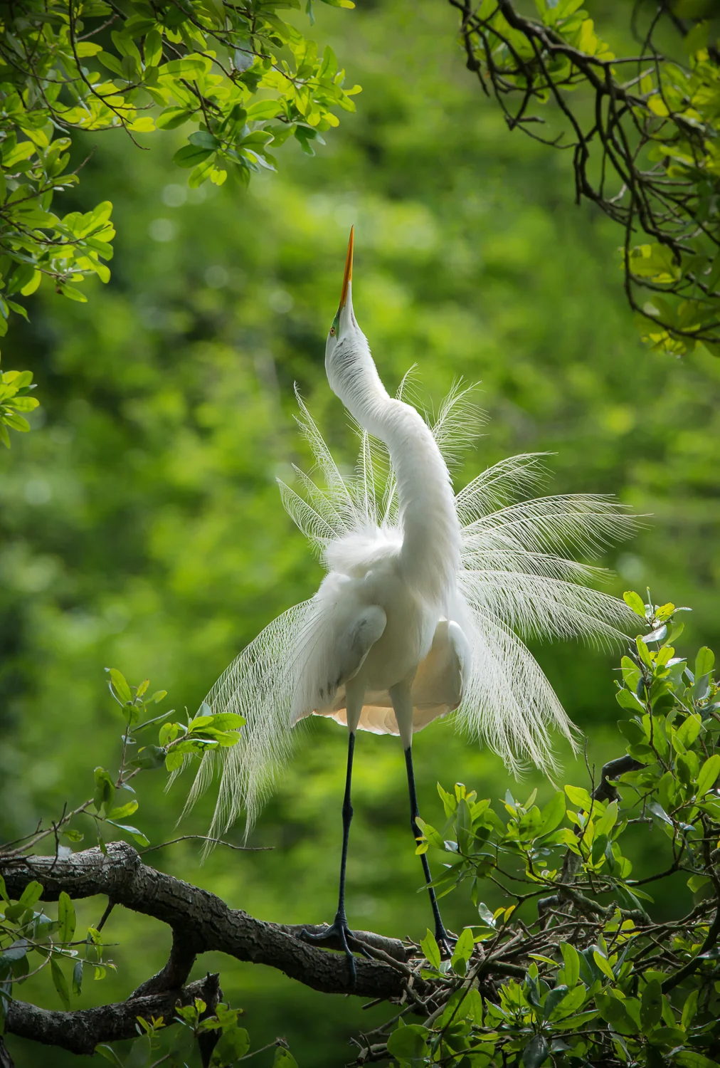 Looking For Love - Great White Egret