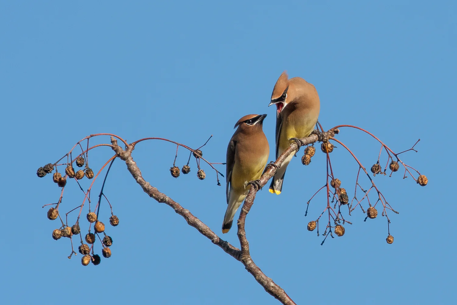 Cedar Waxwing Discussion