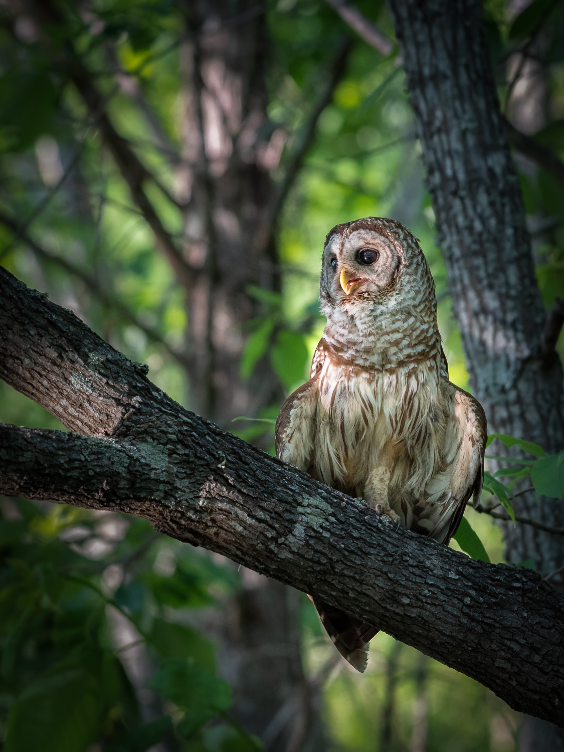 Barred Owl