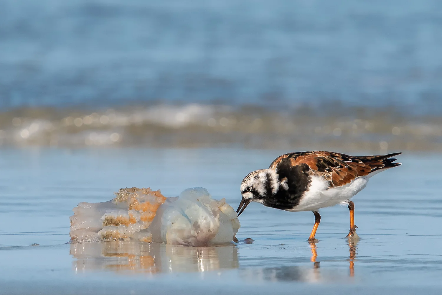 Ruddy Turnstone In Breeding Colors
