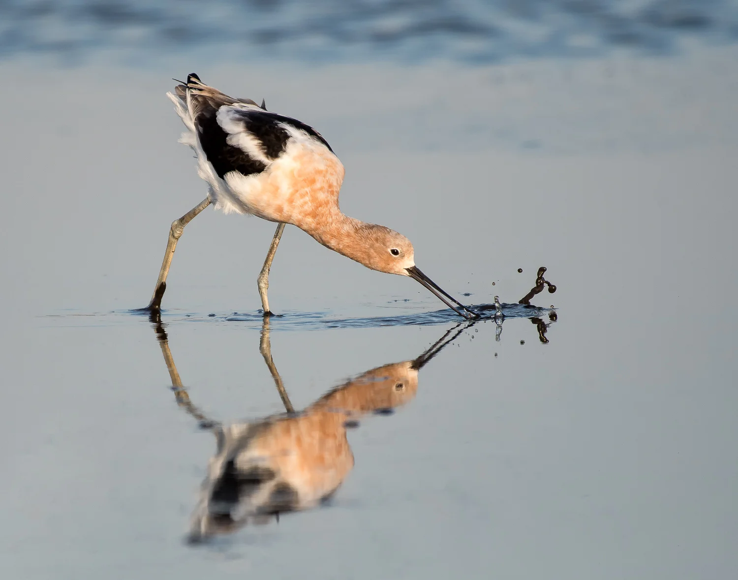 American Avocet Feeding