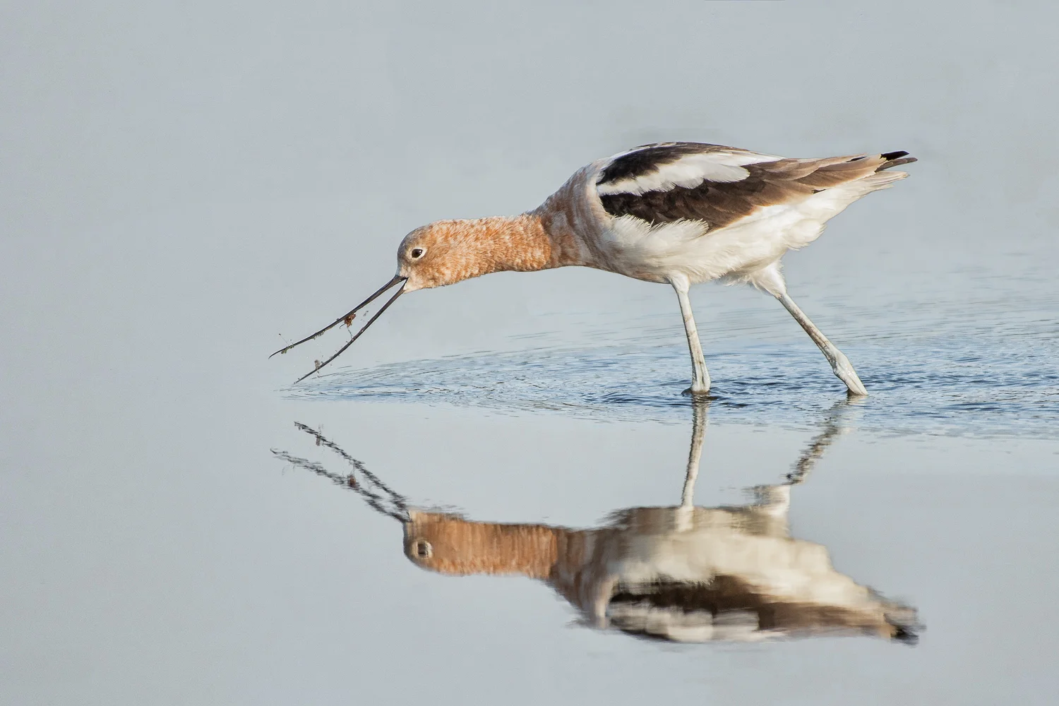 American Avocet