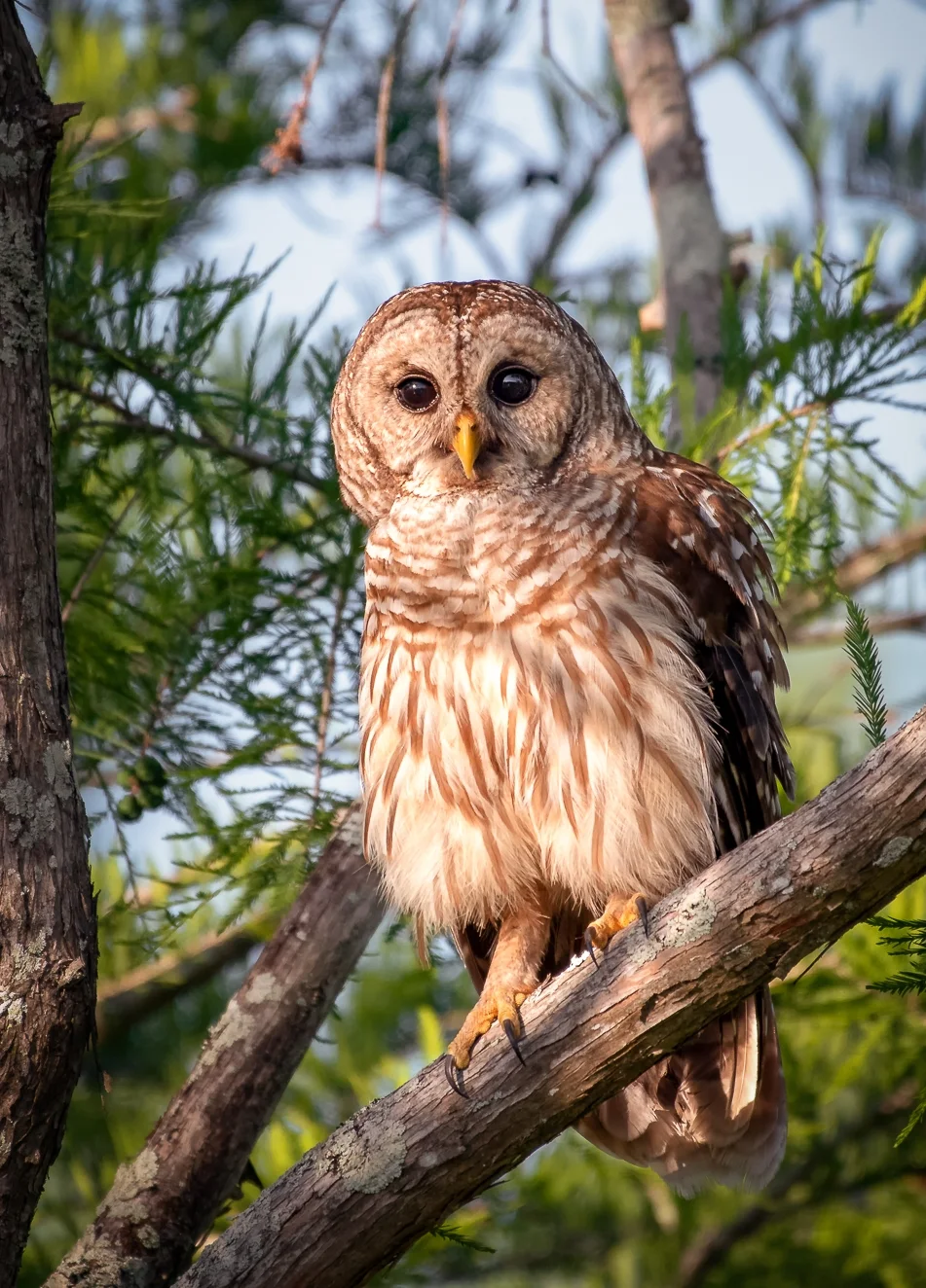 Barred Owl In Morning Light