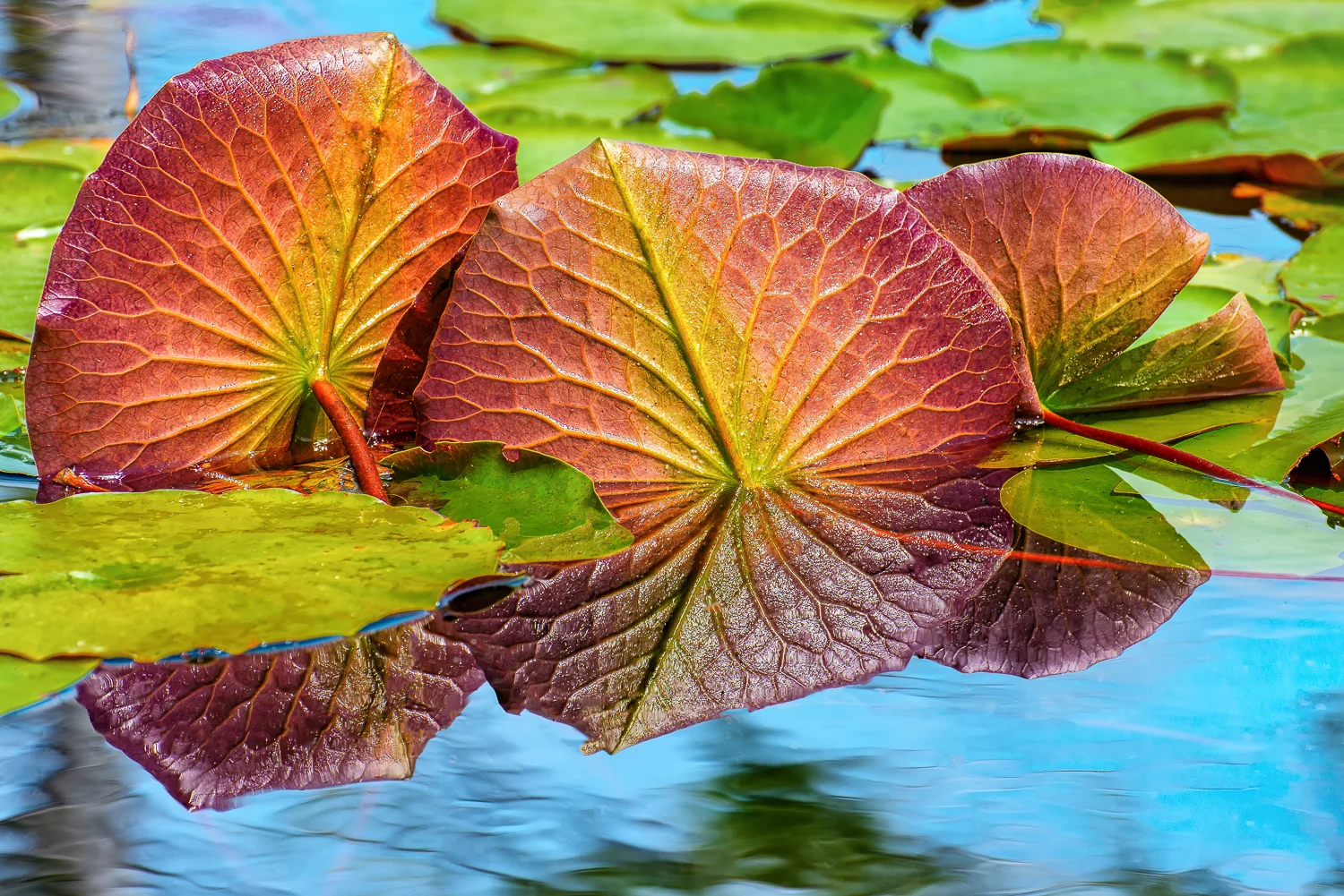Hidden Beauty