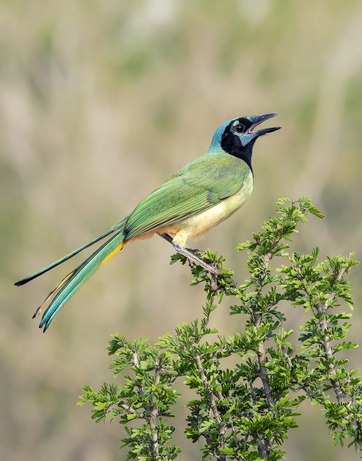 Green Jay