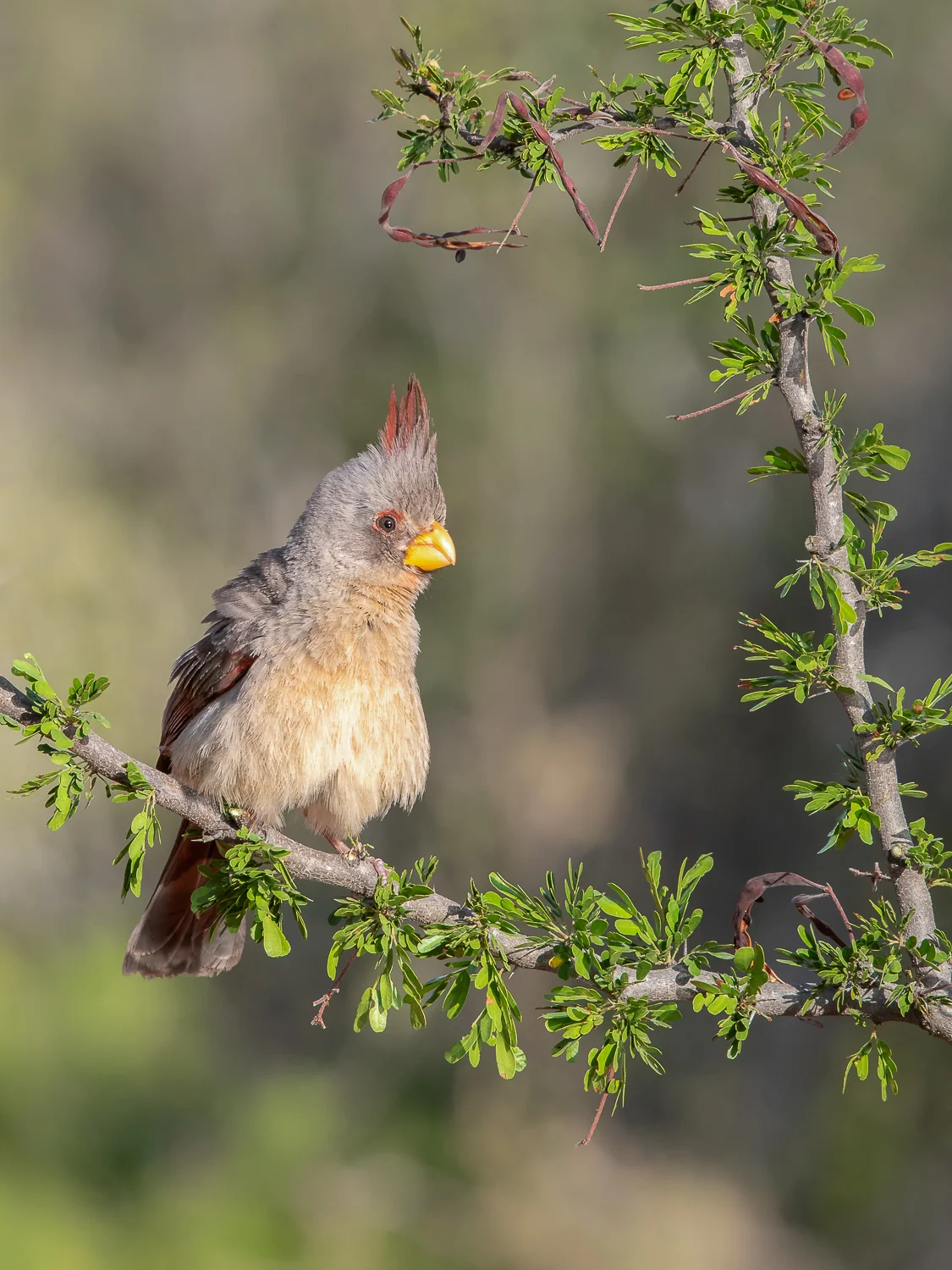 Pyrrhuloxia - Female