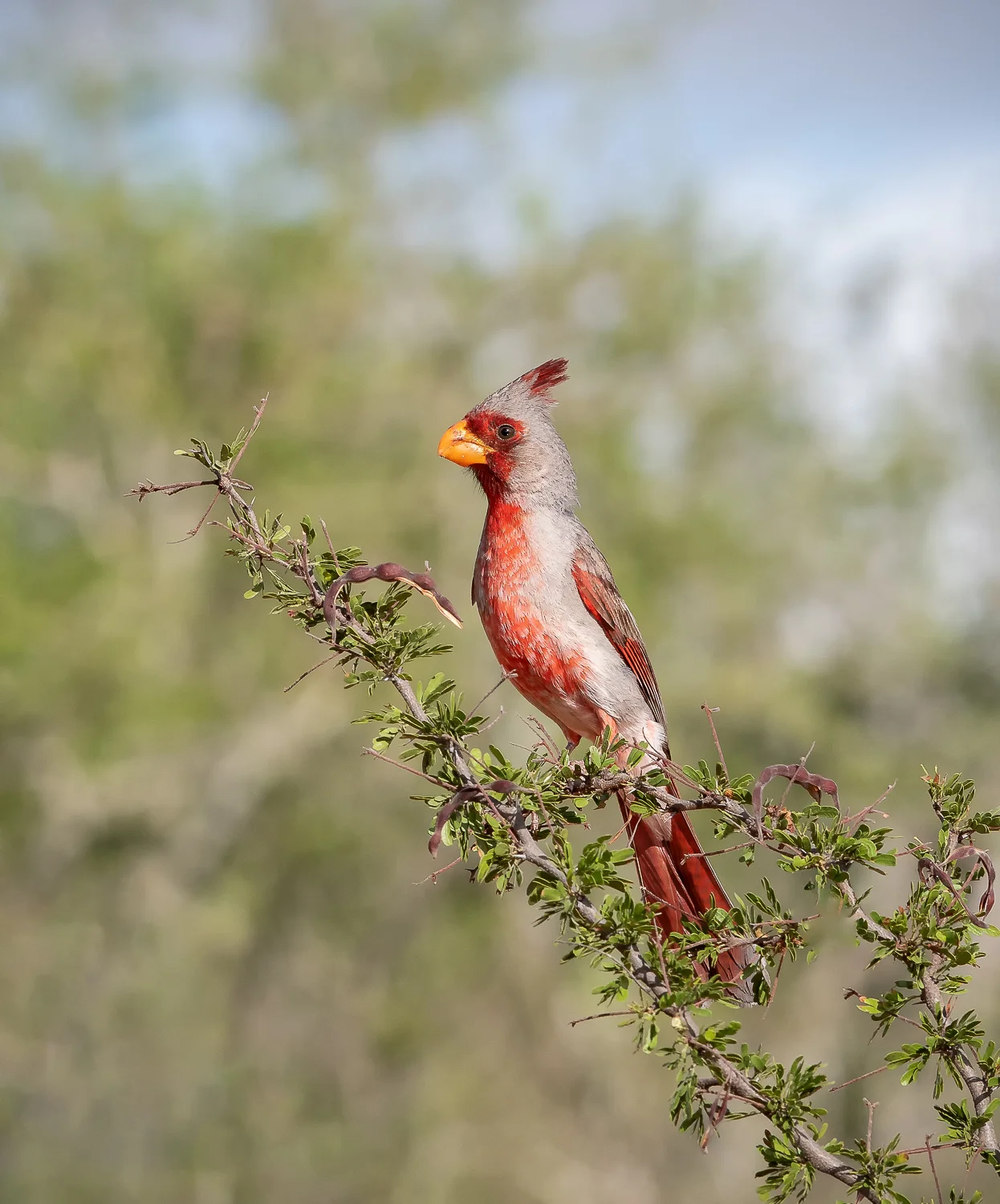 Pyrrhuloxia - Male