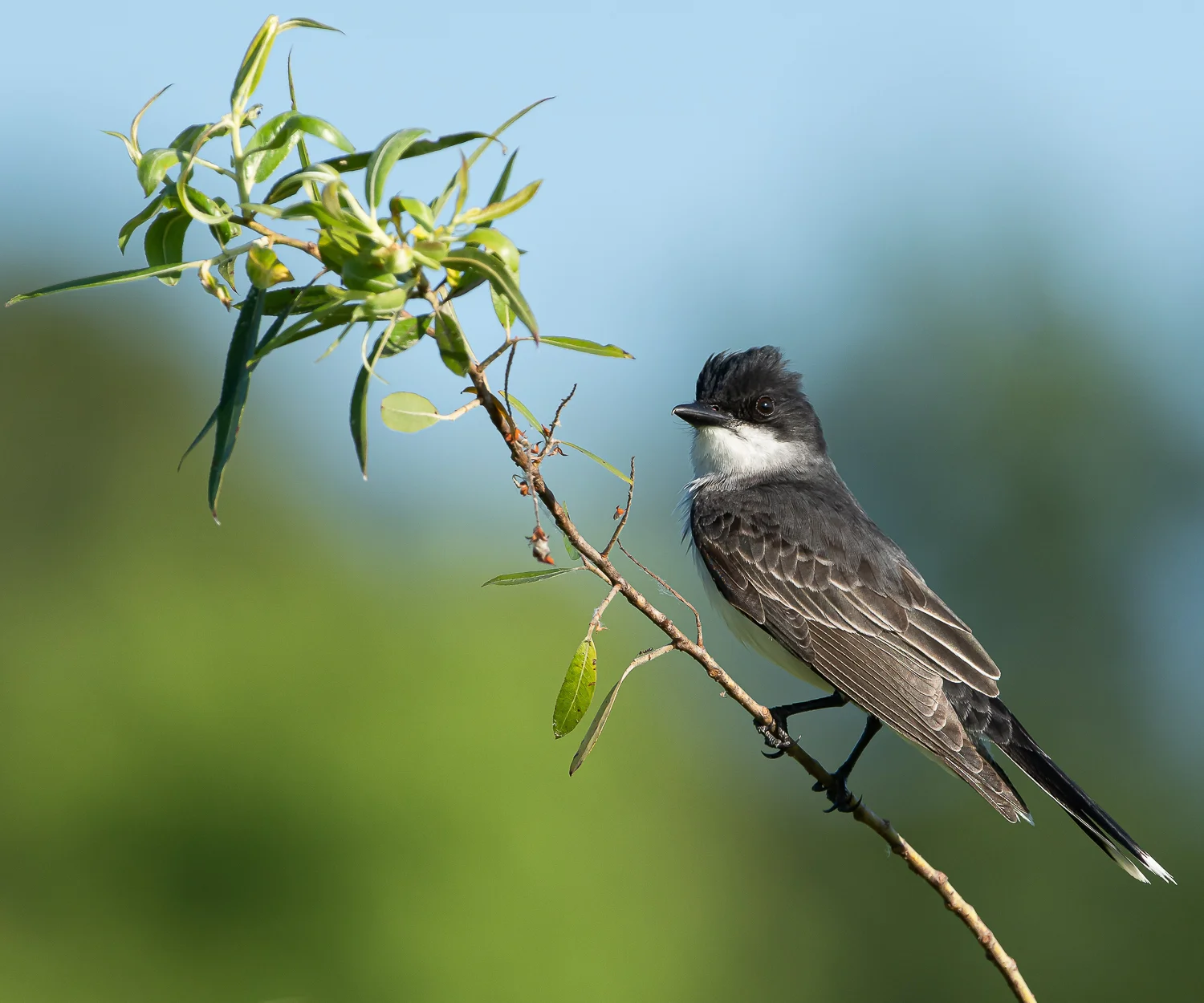 Eastern Kingbird