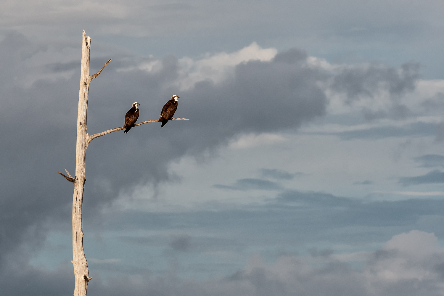 Osprey Pair