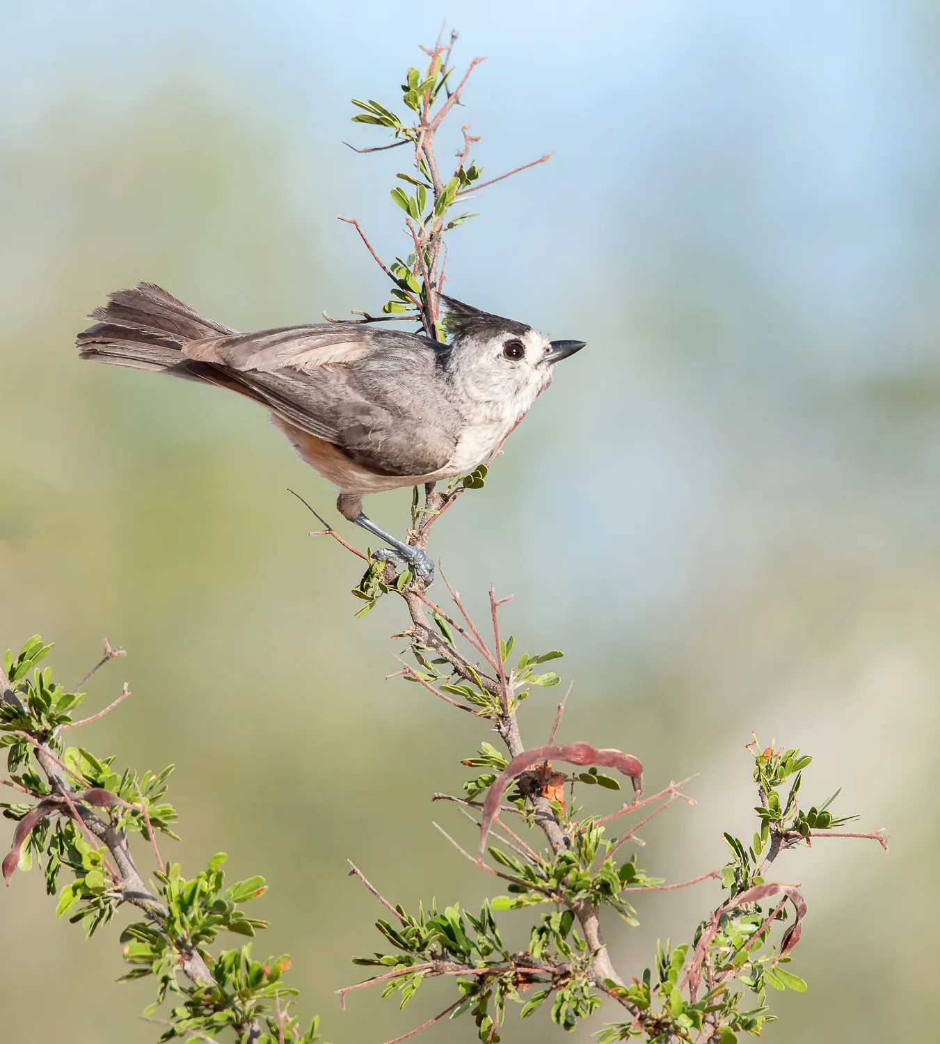 Black-crested Titmouse