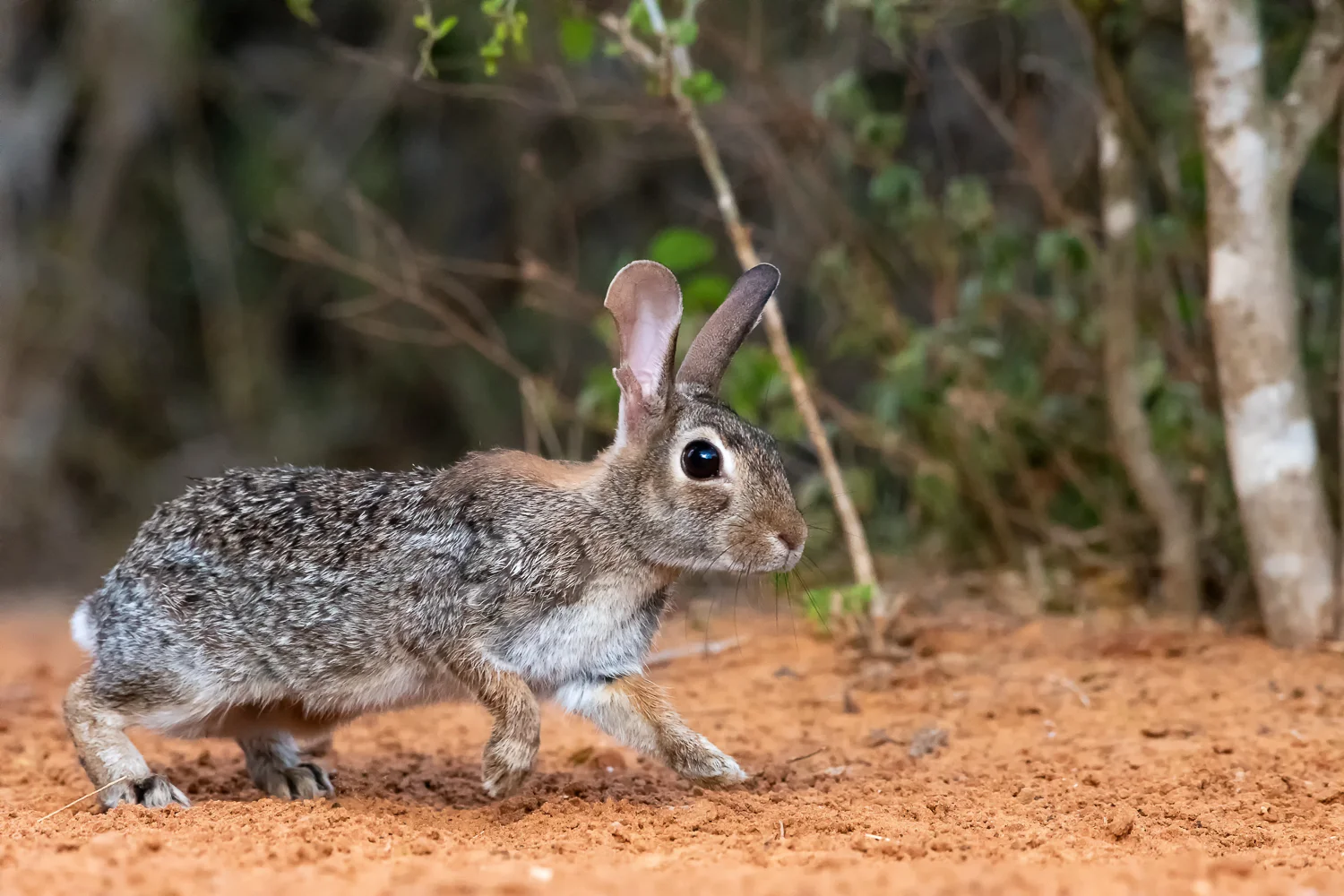 Cotton Tail