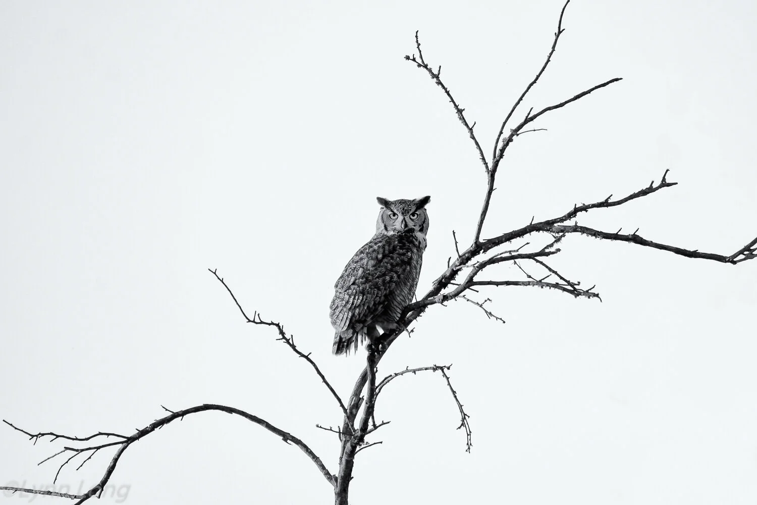 Great Horned Owl