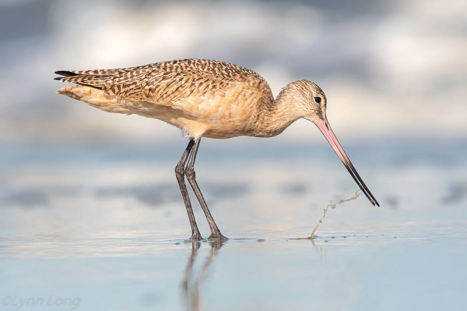 Marbled Godwit Feeding