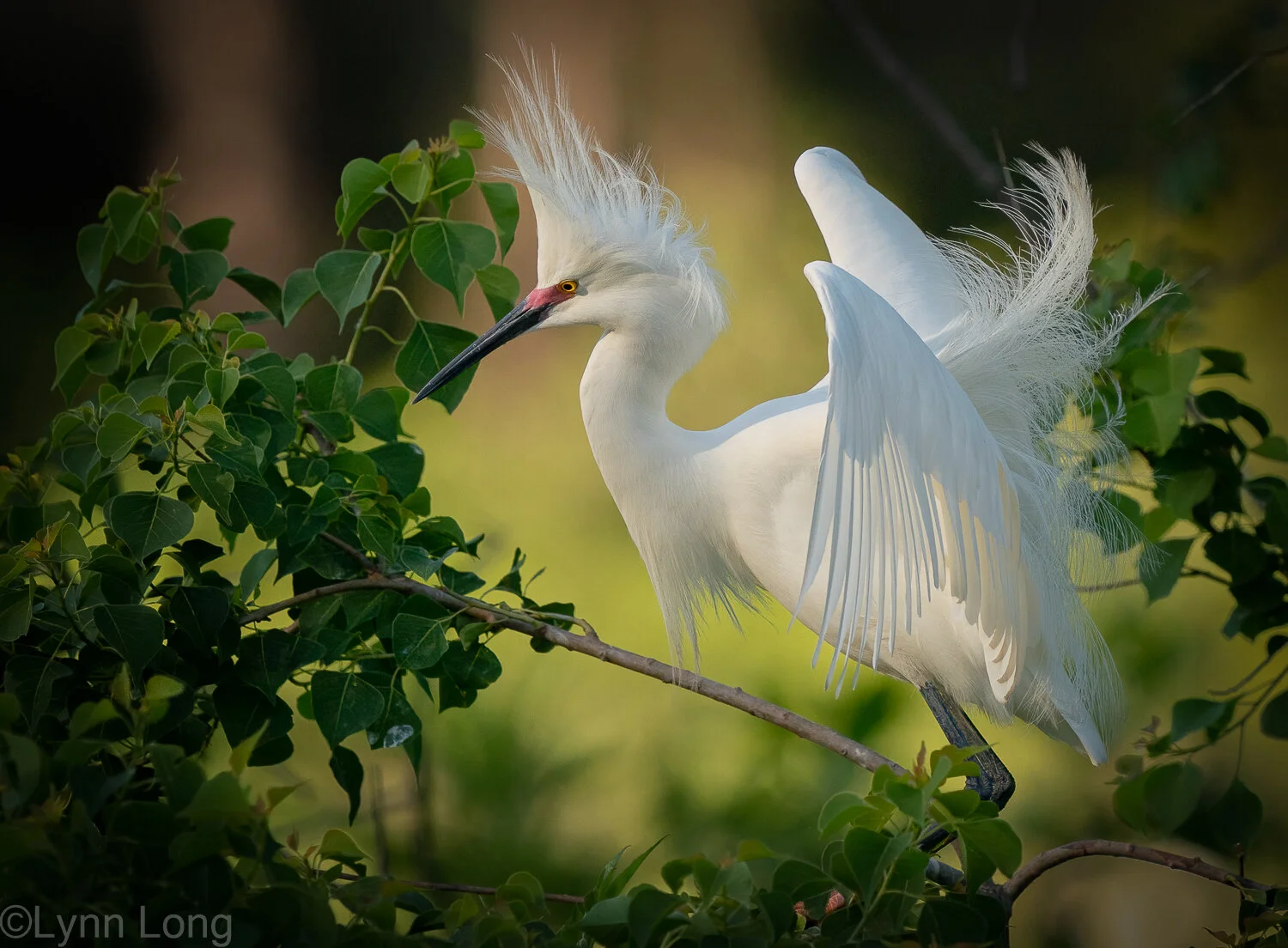 Showy Snowy Egret