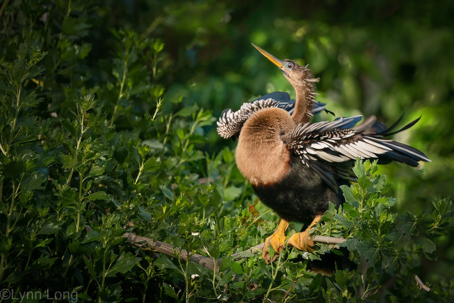 Anhinga Displaying